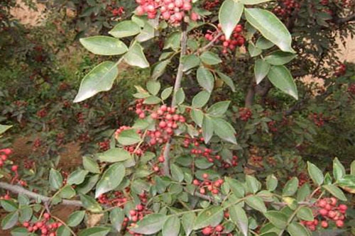 GPS巡檢系統(tǒng)在農(nóng)林防護(hù)中的應(yīng)用